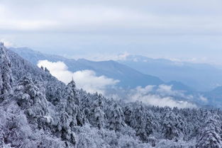 一下雪,峨眉山就成了人间仙境 熊猫滚得欢