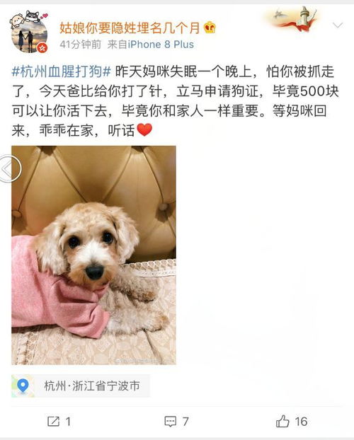 土狗不予以办狗证 网友 是中华田园犬在中国没有生存的权利嘛