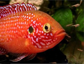 红宝石鱼性情比较暴躁,经常攻击其他品种的热带鱼
