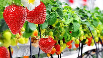 草莓好吃但怎么育苗 学会这些技术新手也能种出高产草莓