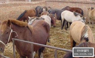 吉林农民养马收入达到五十万