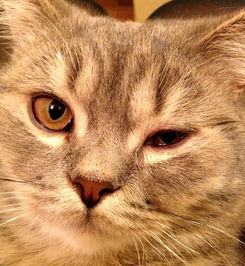 猫咪结膜炎是什么原因,怎么给猫咪用药