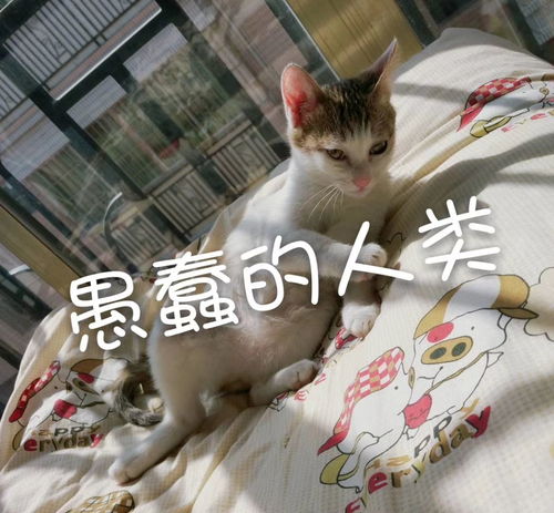 猫一定会咬人,抓人吗 