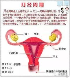 女人的月经量多少才正常