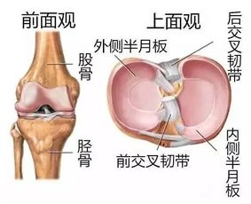 中国十大针刀名家许振南 膝关节为啥容易损伤 