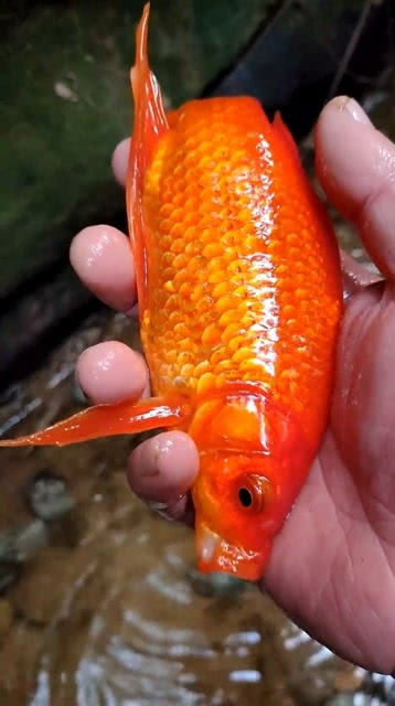 小溪边一条红色鲤鱼看起来好漂亮,带回家把它养起来 
