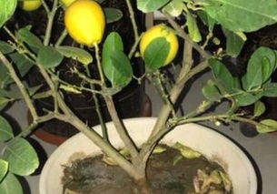 盆栽柠檬树的养殖方法和注意事项,柠檬树栽培方法与管理？