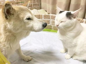 日本爱宠协会的 养狗十诫 和 养猫十诫 ,画风差的也是太大 看完后还想养猫 