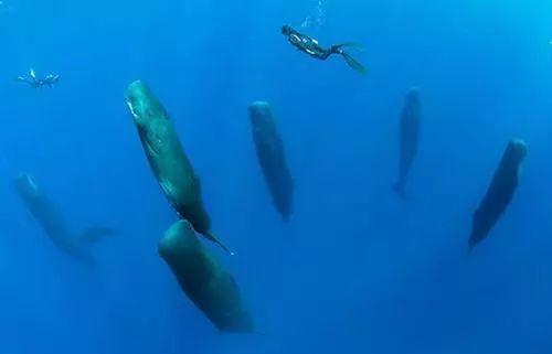 冷知识,深潜者发现抹香鲸突然集体竖立不动,才知它们已经睡着