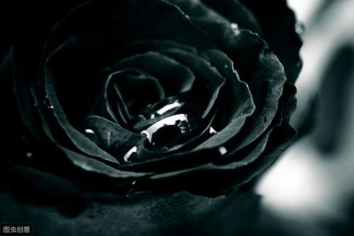 没人能抵挡住厄瓜多尔黑玫瑰的诱惑,特别是在黑色情人节