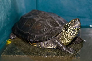 背上黑褐色有三条棱尾巴短是什么品种的乌龟 