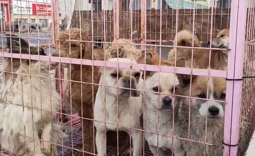 3500,养殖场里险些进狗肉馆的宠物狗们成功获救,车上狗狗们的眼中充满绝望