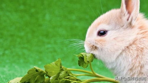 宠物兔吃什么 如何正确的喂养宠物兔吃什么