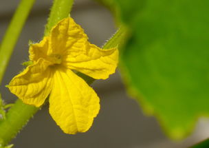 冬季南方种蔬菜品种（冬天南方种什么蔬菜好）