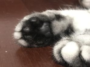 猫肉垫是黑色的正常吗 