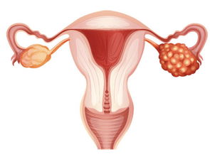卵巢保养吃什么？保养子宫和卵巢吃什么食物最好