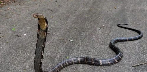 农村菜花蛇是一种常见的无毒蛇,为啥老农说菜花蛇不怕眼镜王蛇呢