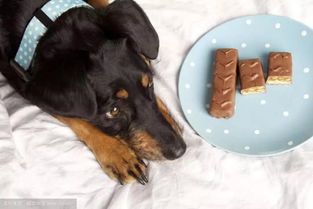 狗要一次吃多少巧克力会死 