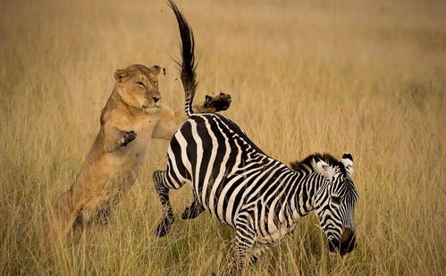 和斑马竞争有何后果 研究发现羚羊距离斑马越近,越易被狮子捕食 