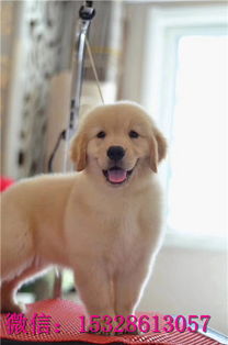 天津哪里有卖金毛犬 纯种金毛多少钱 正宗美系金毛幼犬图片