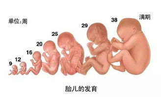 原创孕期孕妈适当吃这3种“瓜”，可能有助于胎儿成长发育，你知道吗