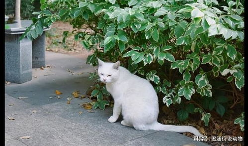 校园流浪猫发情半夜嚎叫,被老师训斥了10分钟,猫 别说了要面子