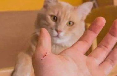被自家猫抓了一个点能看到针眼点血,请问需要打针吗