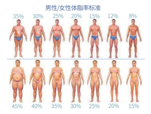 女性体脂率图片 搜狗图片搜索