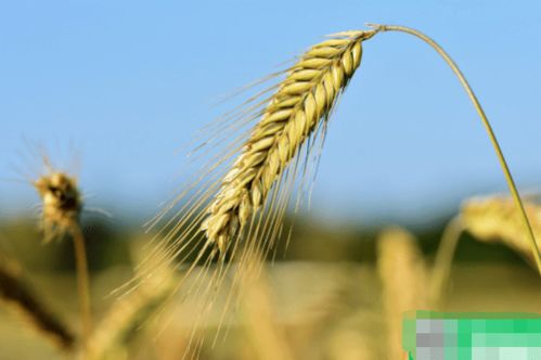 全国小麦收割时间表新鲜出炉 小麦最佳收割时间