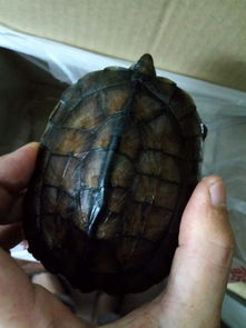 今天在东莞的一条小河里面抓到一只小乌龟,不知道是什么乌龟 