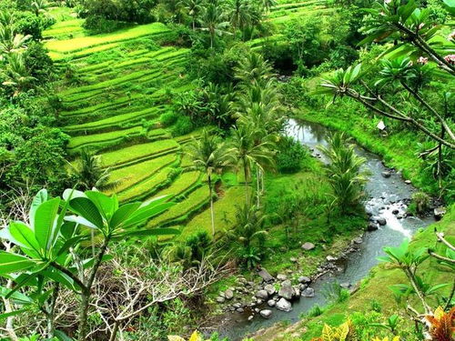 英国一家四口不顾疫情飞往巴厘岛度假,享受田园生活很快乐