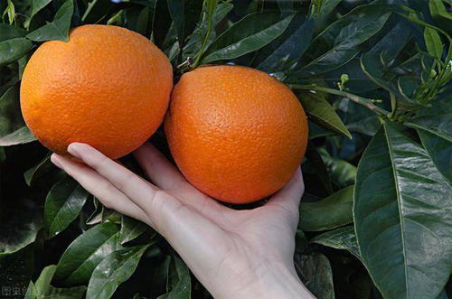 脐橙高产栽培技术,抓好科学管理和病虫害防治,实现脐橙增产增收