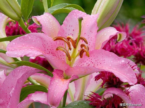 百合花有几种颜色,叫什么名字
