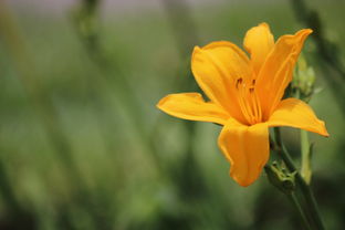 不是花中偏爱菊，此花开尽更无花。，作文菊花300字三年级