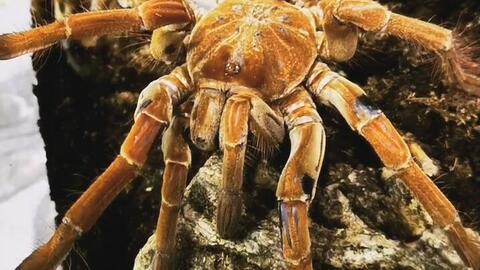 世界最大的蜘蛛 足展33厘米 委内瑞拉粉红脚ta亚马逊巨人捕鸟蛛 饲养科普教程