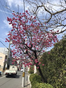 七月份日本有樱花吗 樱花七八月份开吗