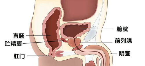 为什么前列腺是 生命腺 它的重要性所有男人都要了解