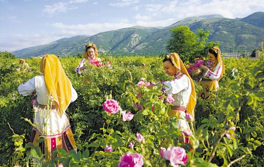 保加利亚玫瑰什么味道？