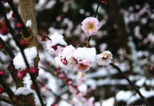 11月中旬,缘分与桃花邂逅相遇,喜结良缘,四生肖脱单指日可待 爱情 