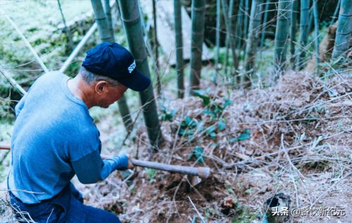 真稀奇 江西南昌男子山上挖竹笋,一根竹鞭25个冬笋,你见过吗