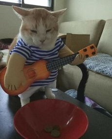 呃 今天生意好像不太好 猫星人弹吉他碗公只赚一点钱 