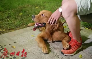 广州养犬条例修订草案来了 不拴狗绳致犬只伤人拟罚一万