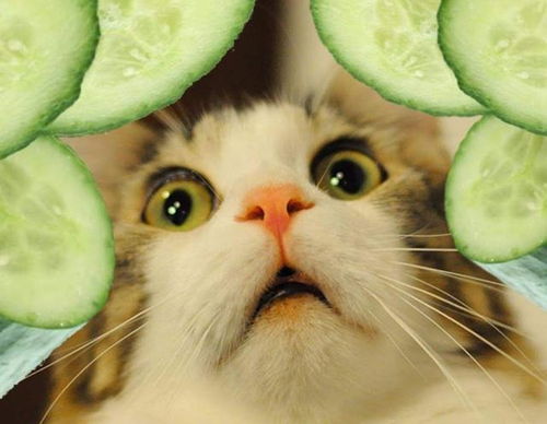 猫咪可以吃的8种蔬果,猫咪虽然爱吃肉,也要给它们喂蔬果