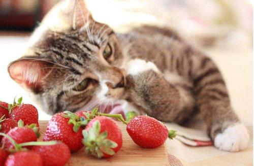 好好宠物医院 猫咪能吃水果吗 需要注意什么问题