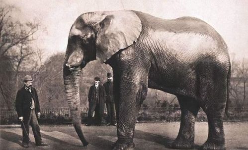 100年前,一大象被法院判绞刑,起重机吊了30分钟,这是为何