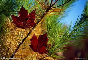 松树的花是什么颜色,秋天的松树的叶子是什么颜色？