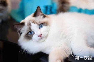 怎么才能养好布偶猫 布偶猫的性格特点