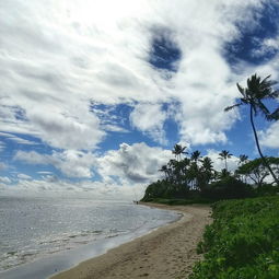 海滩,瓦胡岛,热带,夏威夷,棕榈,岸,沙,水,景观,天堂,岛,自然,假期,海岸,海 