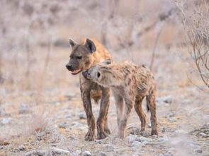 鬣狗首领是鬣狗女王 雄狮是怎样从一群狗头中识别头狗的