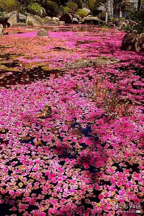 我的基地鲜花盛开 